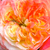 Żółto - różowy  - Róże rabatowe grandiflora - floribunda - Ros'Odile